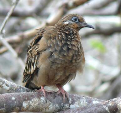 Imagem de Zenaida galapagoensis Gould 1841