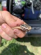 صورة Vipera lotievi Nilson, Tuniyev, Orlov, Hoggren & Andrén 1995