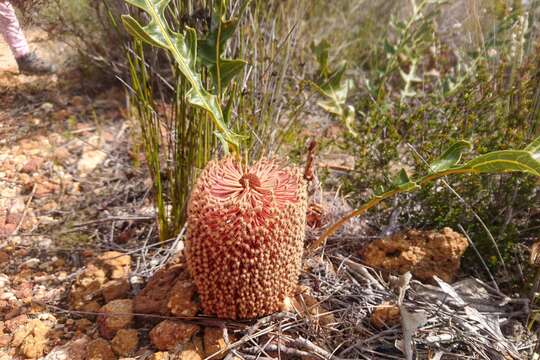 Image of Banksia repens Labill.