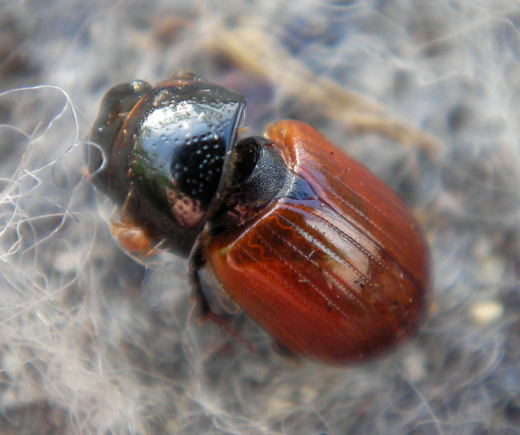 Plancia ëd Aphodius fimetarius (Linnaeus 1758)