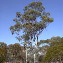 Image of Eucalyptus vittata D. Nicolle