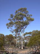 Image of Eucalyptus vittata D. Nicolle