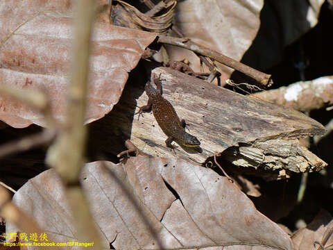 Imagem de Eutropis rudis (Boulenger 1887)