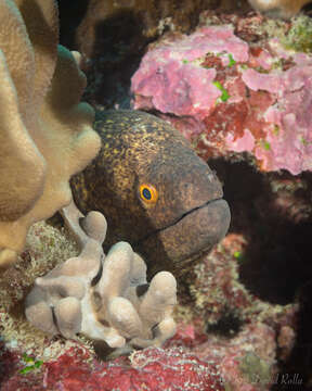 Image of Yellow edged moray