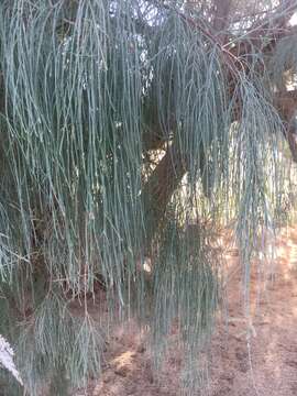 Image of Athel tamarisk