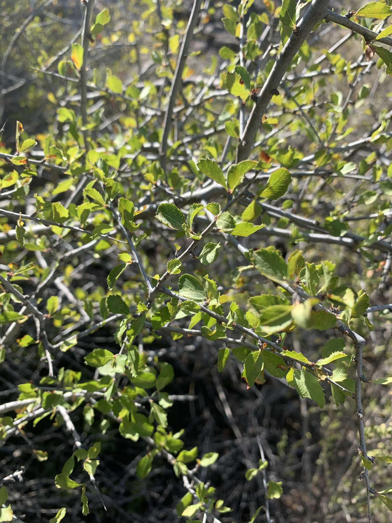 Image de Prunus havardii (W. Wight) Mason