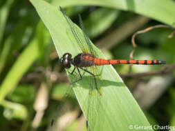 Amphithemis curvistyla Selys 1891 resmi