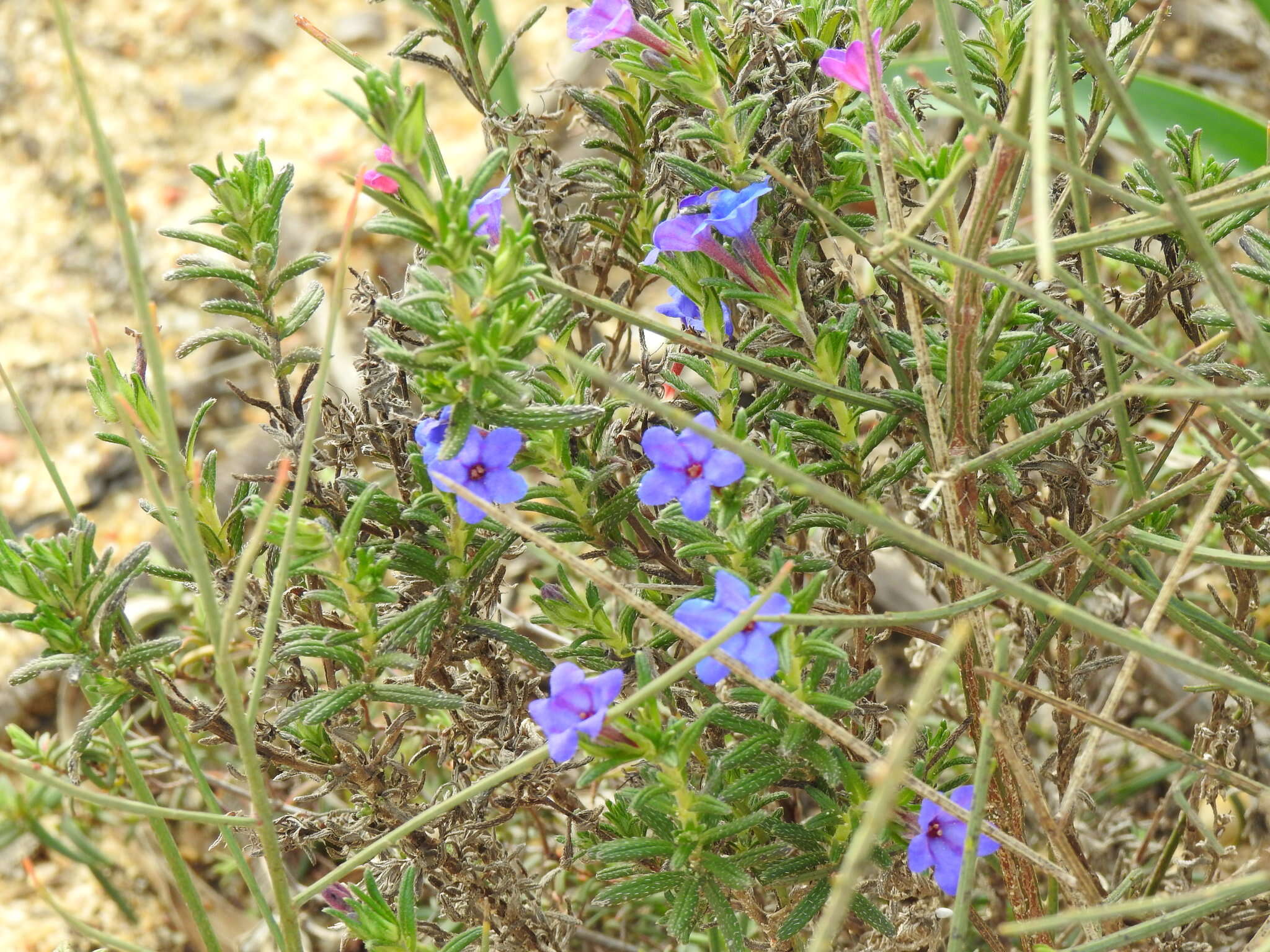 Plancia ëd Glandora prostrata subsp. lusitanica (Samp.) D. C. Thomas