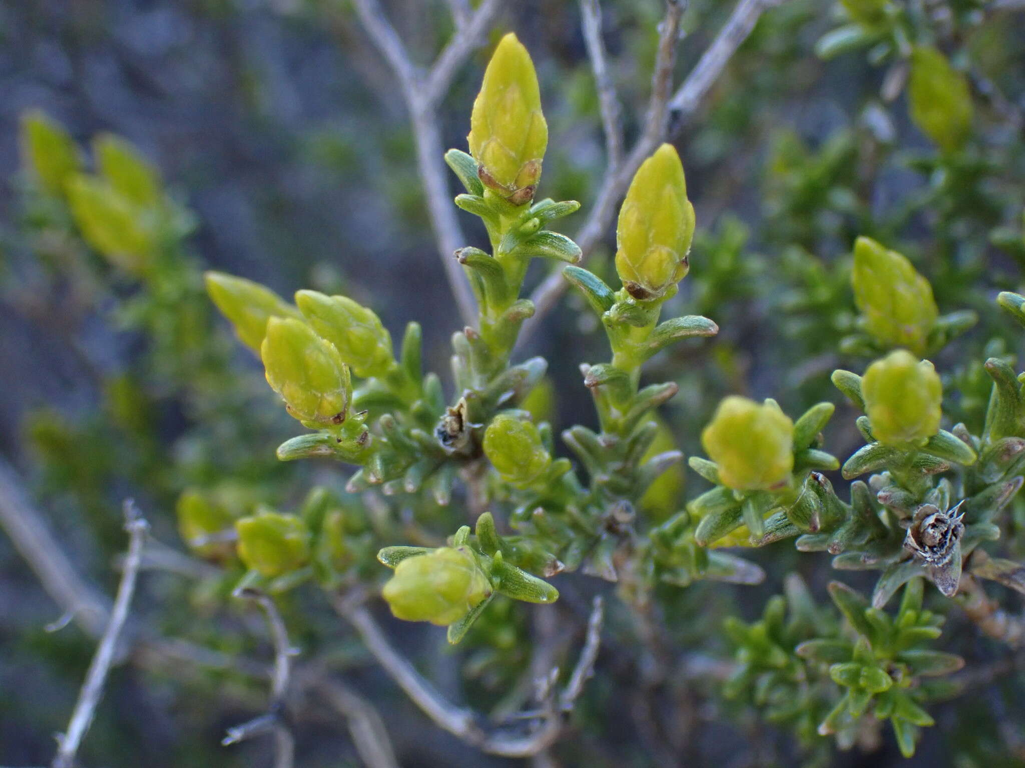 Image of Pteronia empetrifolia DC.