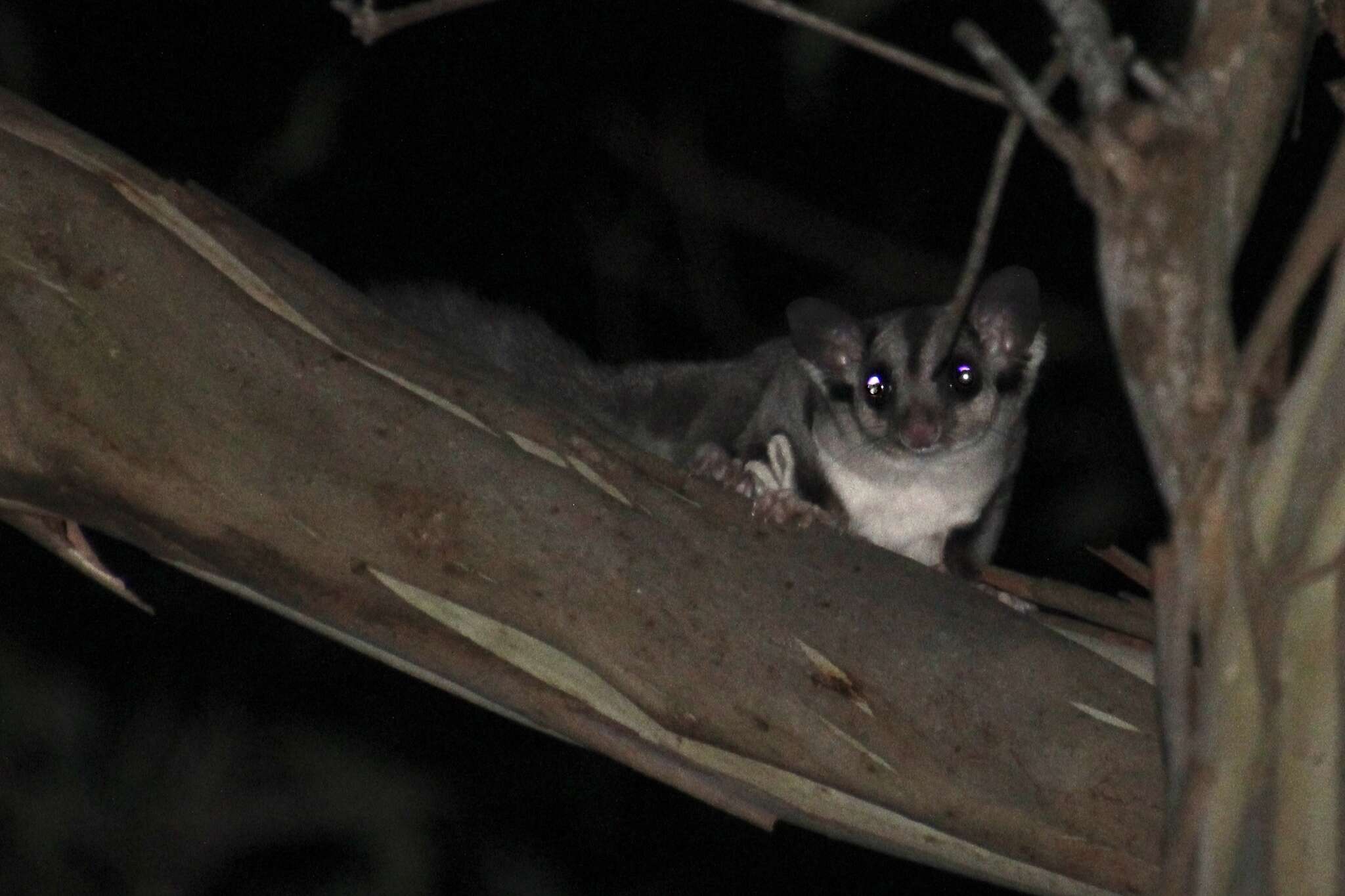 Image of Squirrel Glider