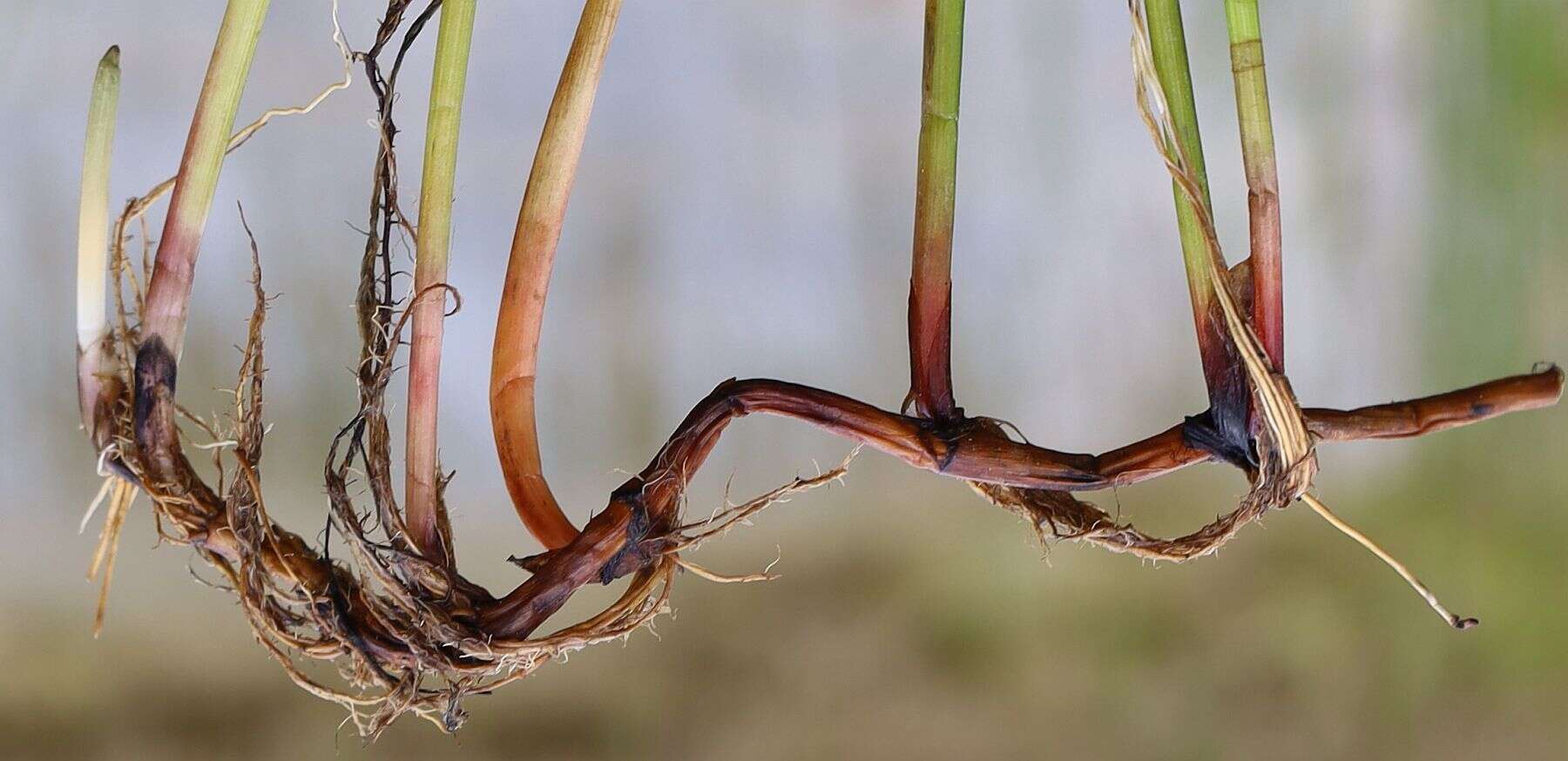 Image of Eleocharis palustris subsp. waltersii