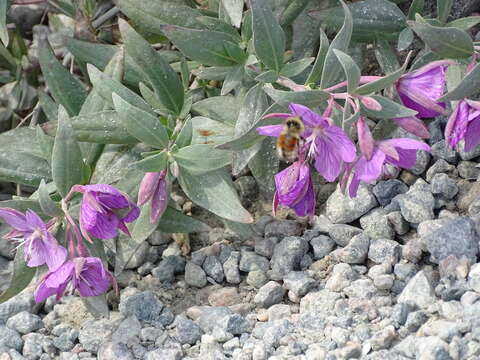 Image de Bombus sylvicola Kirby 1837