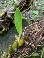 Image of Bulbophyllum griffithii (Lindl.) Rchb. fil.