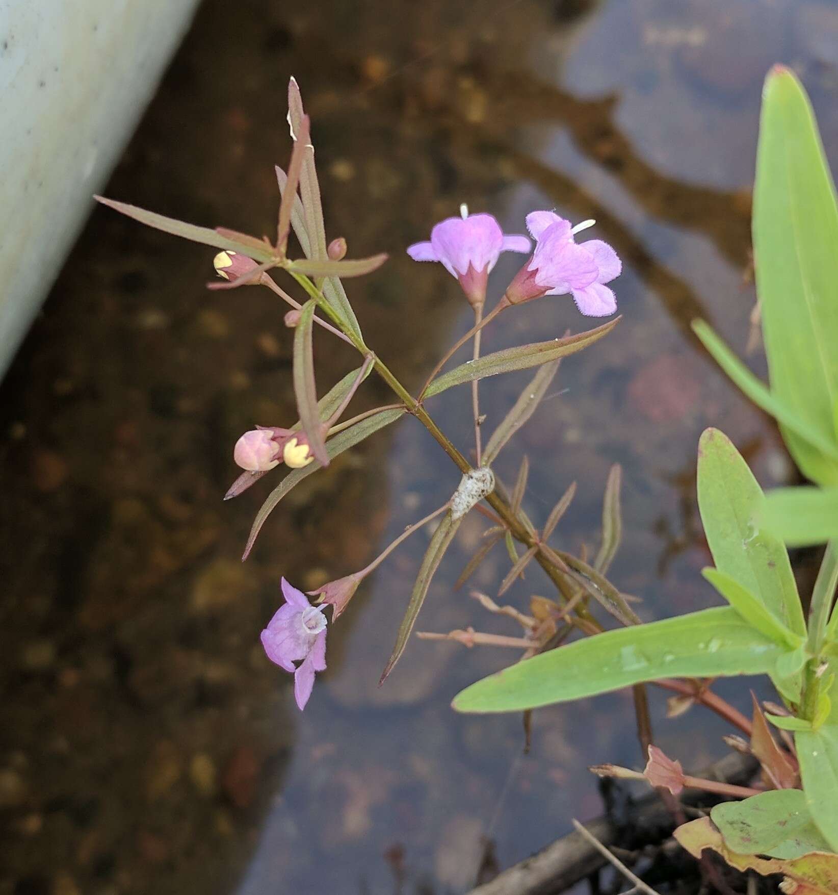 Image of slenderleaf false foxglove