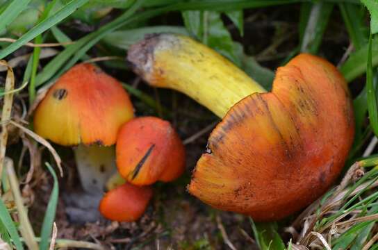 Image of Hygrocybe nigrescens (Quél.) Kühner 1926