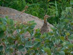 Scleroptila levaillantii levaillantii (Valenciennes 1825)的圖片