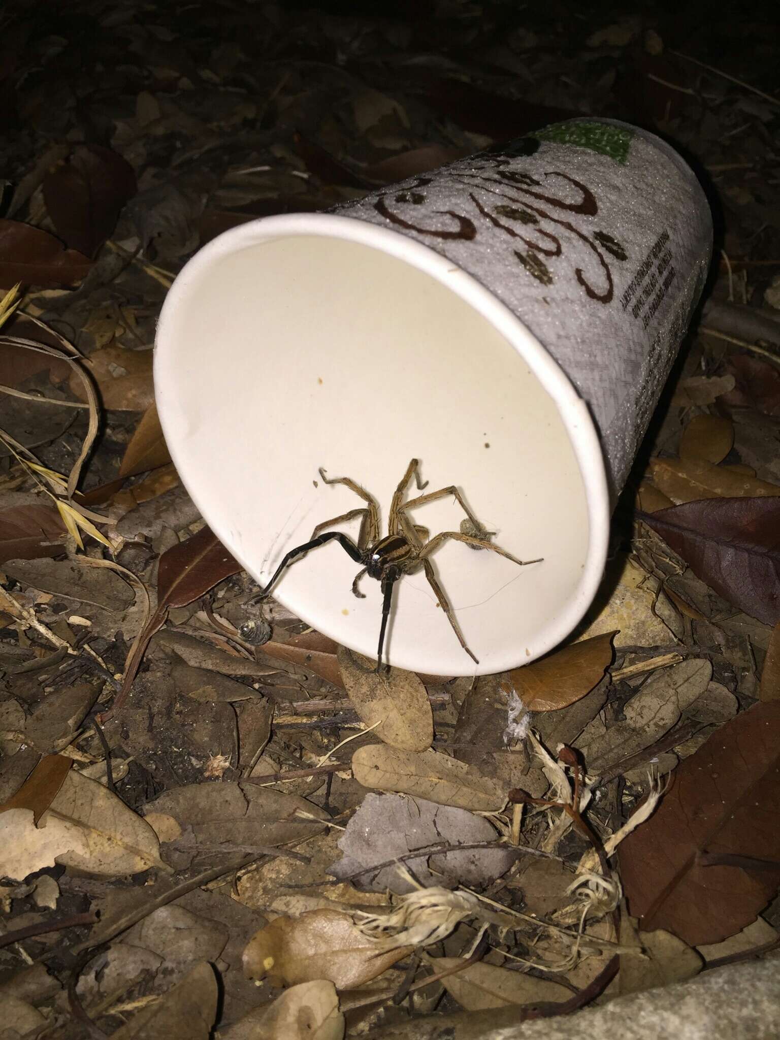 Image of Rabid Wolf Spider