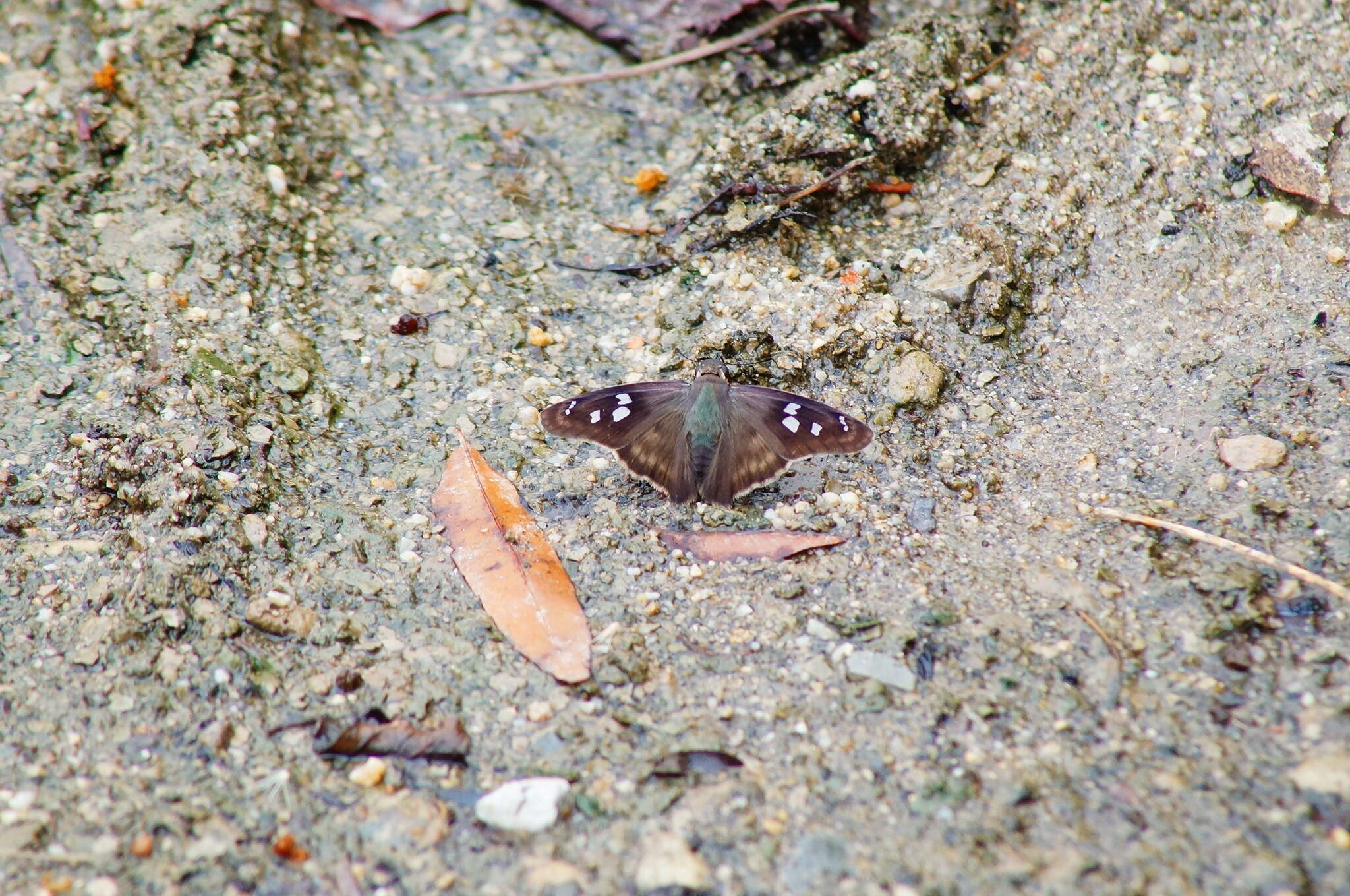 Image of Hammock Skipper