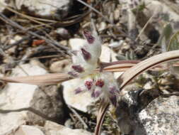 Image of Anthyllis vulneraria subsp. maura (Beck) Maire