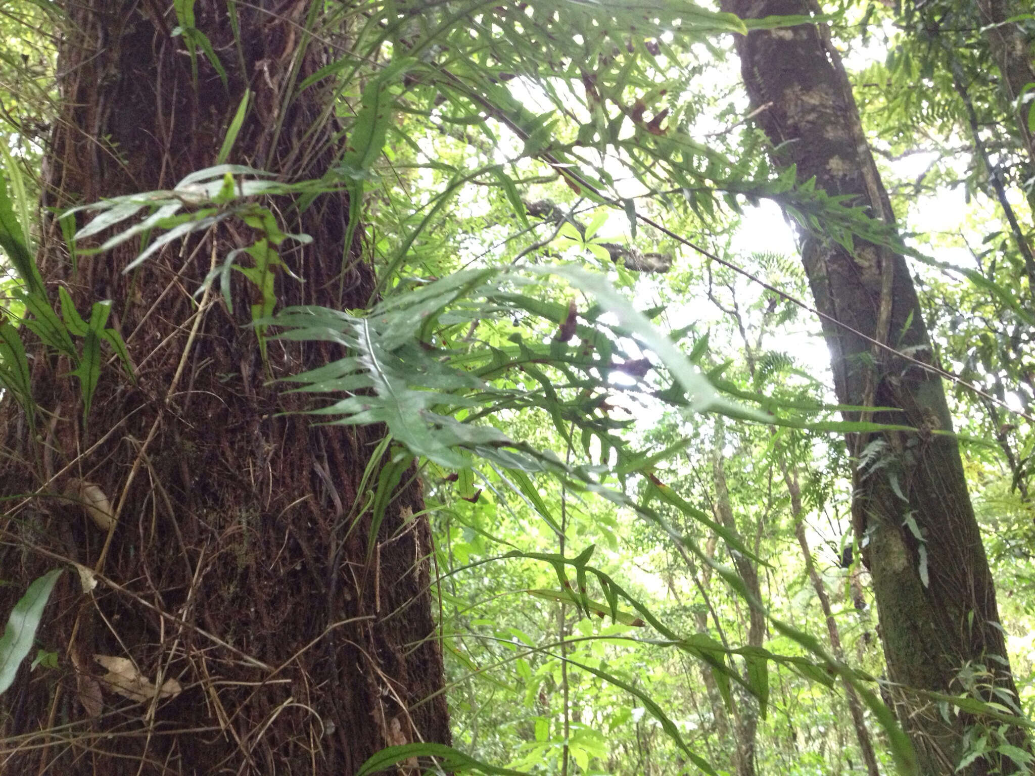 Слика од Phymatosorus scandens (G. Forst.) Pic. Serm.