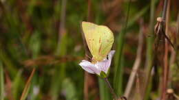 Image de Colias dimera Doubleday 1847