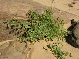 Image of Fagonia latifolia Del.