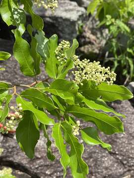 Image of Peltogyne pauciflora Benth.