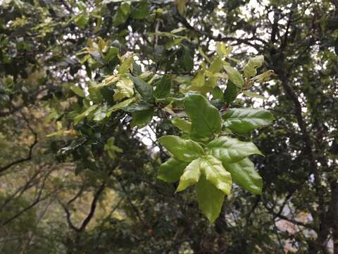 Imagem de Quercus tarokoensis Hayata