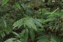 Image de Alpinia arundelliana (F. M. Bailey) K. Schum.