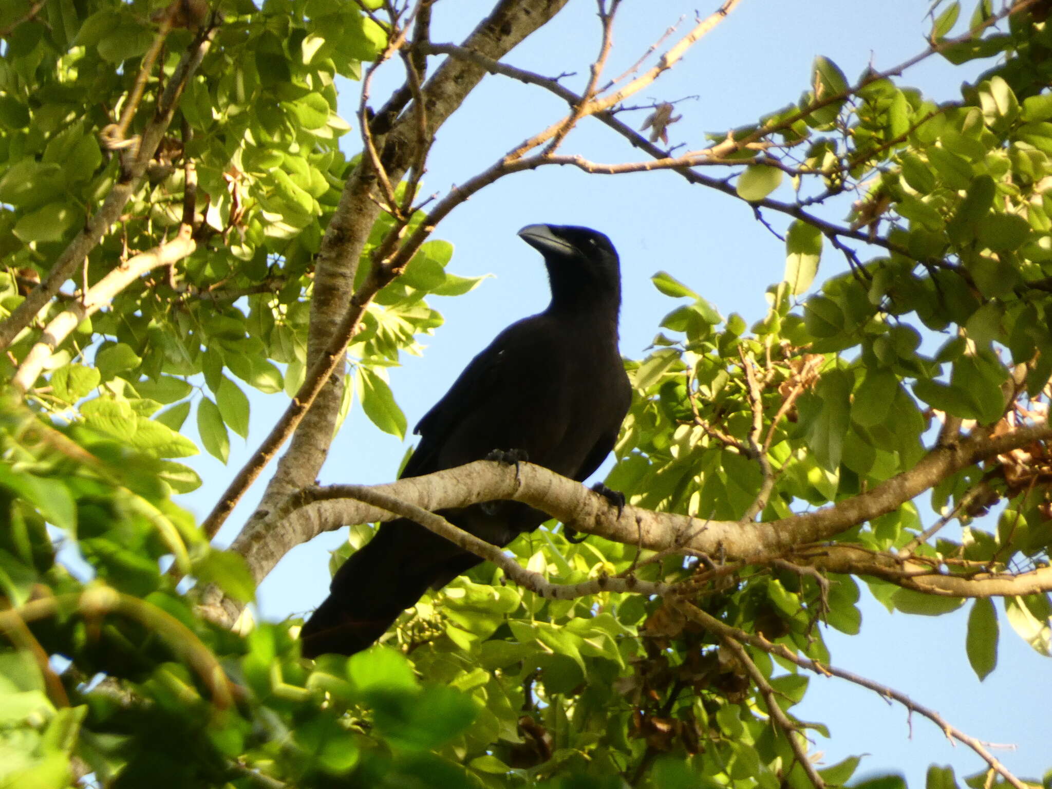 Imagem de Corvus jamaicensis Gmelin & JF 1788