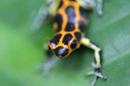 Image of Mimic Poison Frog