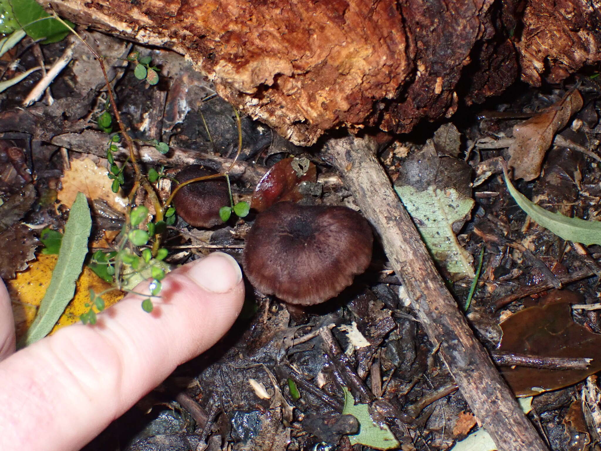 Laccaria violaceonigra G. Stev. 1964 resmi