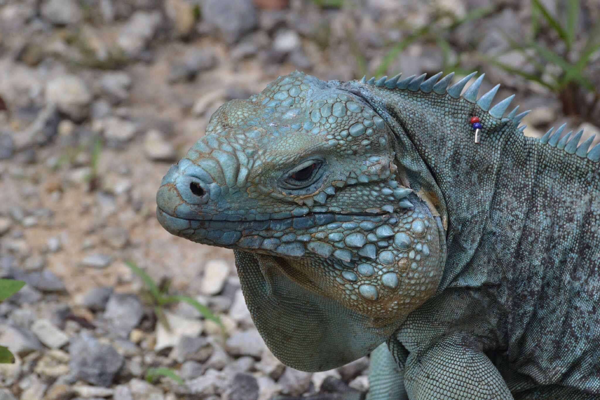 Image of Blue Iguana