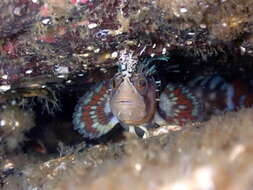 Image of Decorated Warbonnet