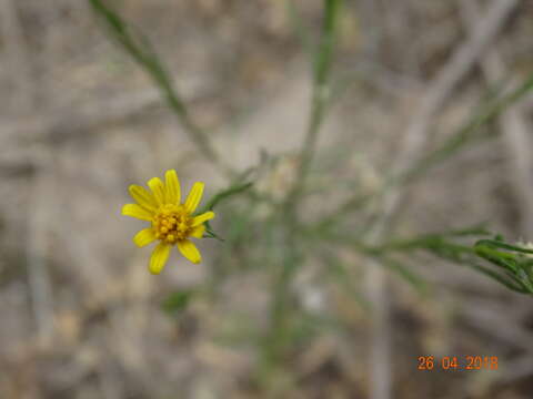 Image of roundleaf snakeweed