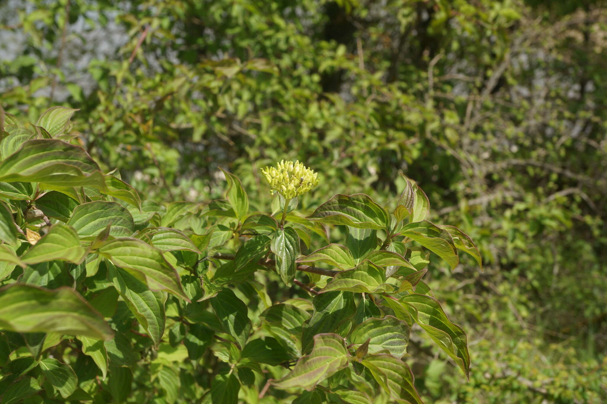 Image of Cornus sanguinea subsp. australis (C. A. Mey.) Jáv.