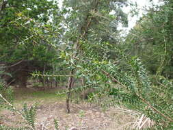 Image of prickly-leaf teatree