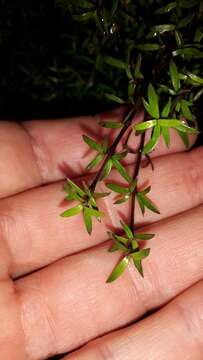 Image of Coprosma microcarpa Hook. fil.