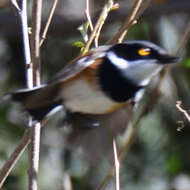 صورة Batis capensis (Linnaeus 1766)