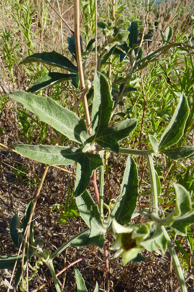 صورة Cayaponia bonariensis (Mill.) Mart. Crov.