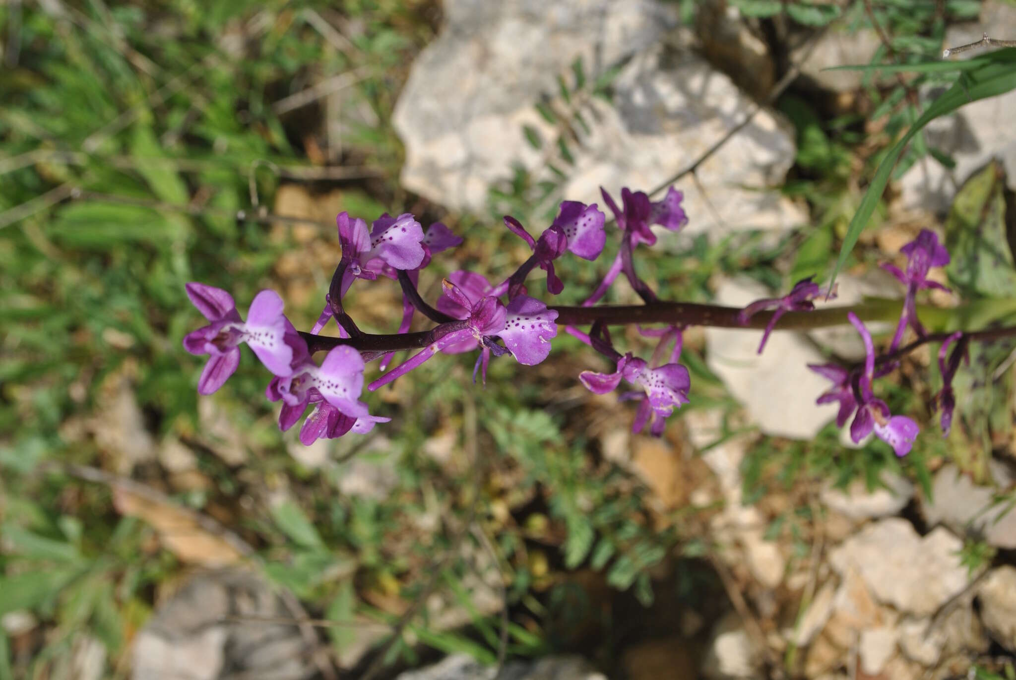 Sivun Orchis anatolica Boiss. kuva