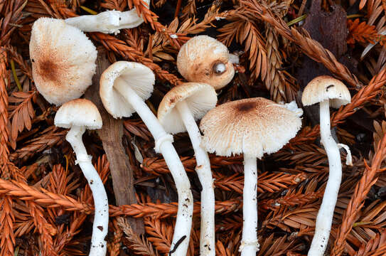 Image of Leucoagaricus infuscatus Vellinga 2007