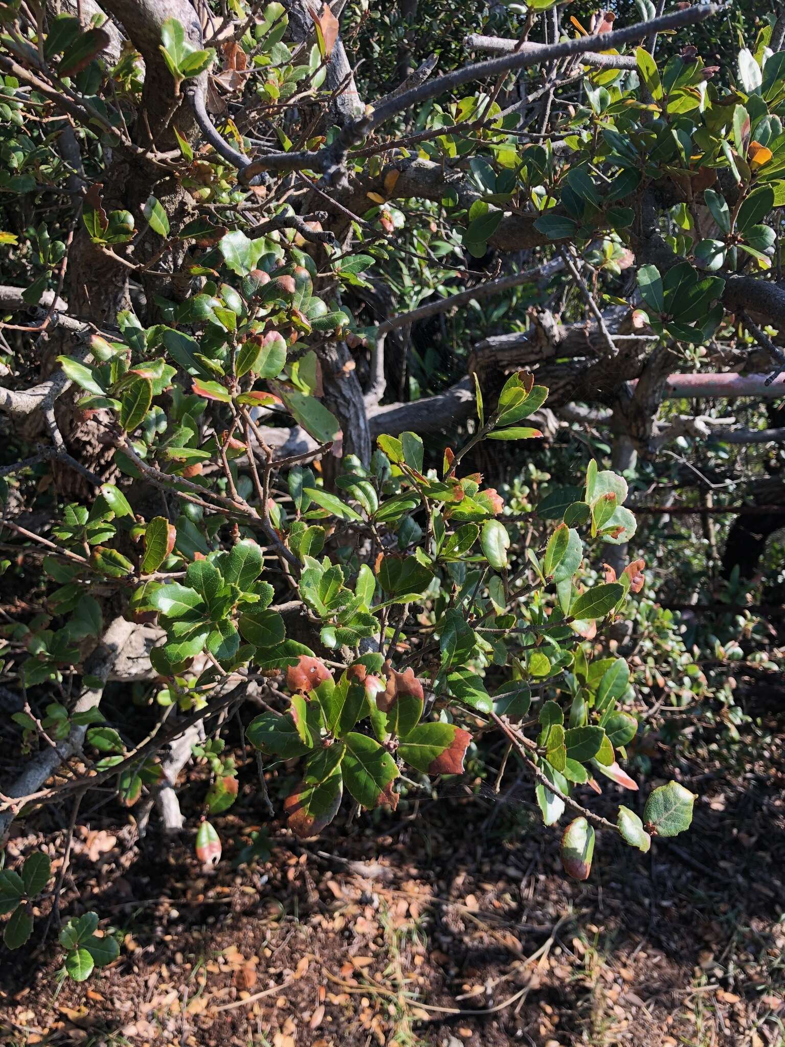 Imagem de Quercus phillyreoides A. Gray