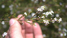 Image of Diosma fallax I. Williams