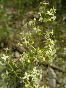 Plancia ëd Galium lucidum subsp. corrudifolium (Vill.) Bonnier