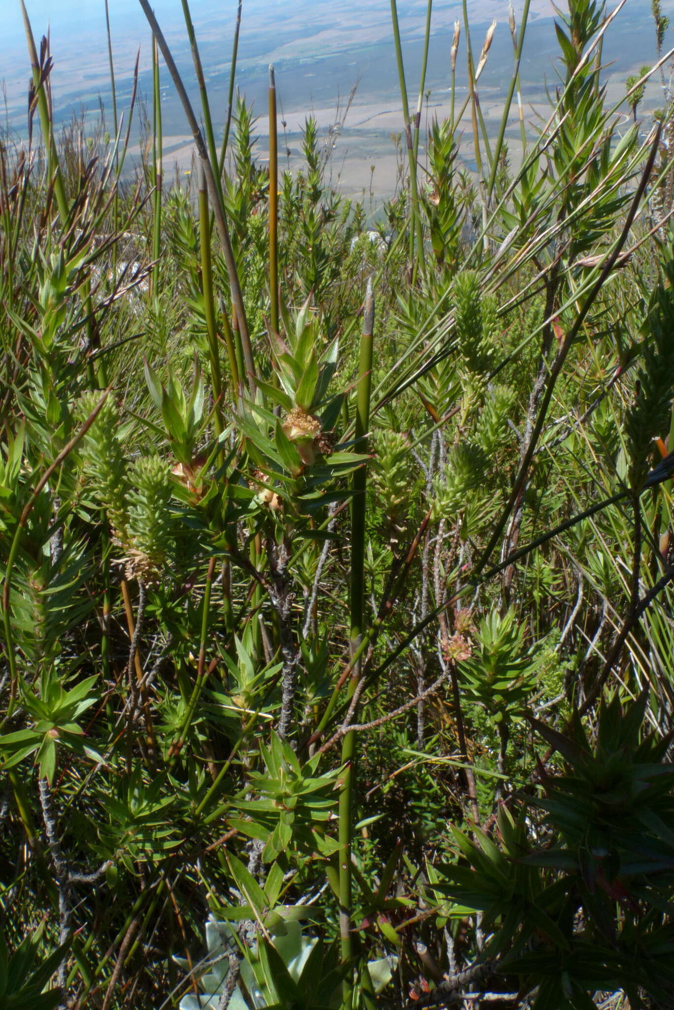 صورة Cliffortia lanceolata Weim.