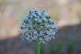 Image of Allium tulipifolium Ledeb.