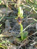 Image of Ophrys speculum subsp. lusitanica O. Danesch & E. Danesch