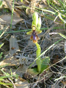 Image of Ophrys speculum subsp. lusitanica O. Danesch & E. Danesch