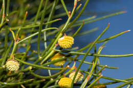 Image of Gyrostemon ramulosus Desf